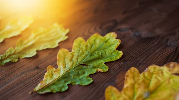 Beautiful oak leaves on wooden background. Side view. Lens flare effect — Stock Photo, Image