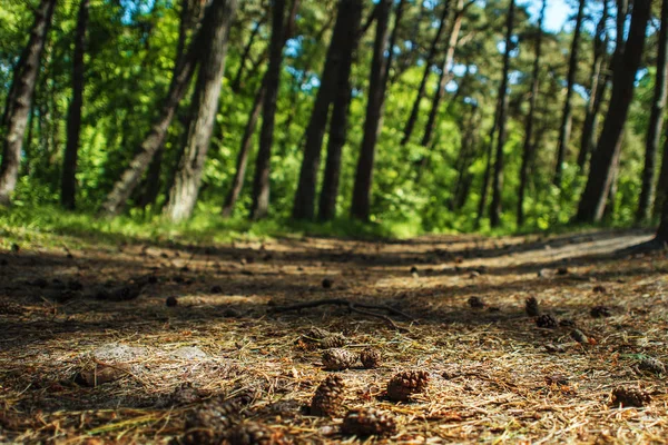 Camino en el bosque de abetos, los Conos en el suelo, primer plano — Foto de Stock