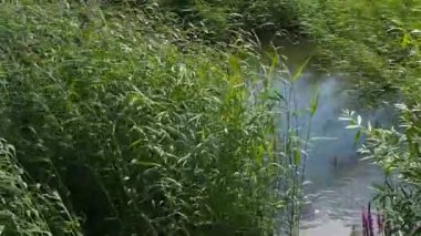 Rüzgar çim sahada sallıyor. Doğa, güçlü Rüzgar