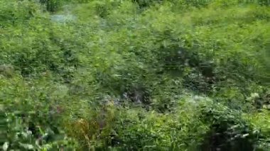 Rüzgar çim sahada sallıyor. Doğa, güçlü Rüzgar