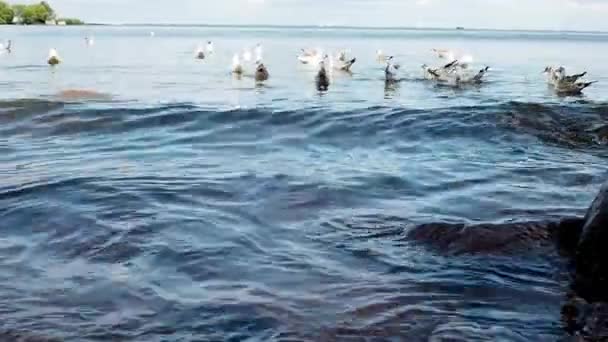 Πολλά πουλιά επιπλέουν την ώχρα, surf. Γλάροι επίπλευσης στο νερό — Αρχείο Βίντεο