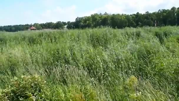 Le vent secoue l'herbe sur le champ. Nature, vent fort 