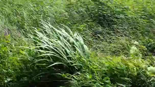 El viento sacude la hierba en el campo. Naturaleza, viento fuerte — Vídeo de stock