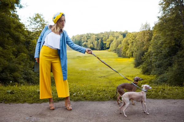 Walking hundar, sällskapsdjur bekymmer. Hundras italiensk vinthund — Stockfoto