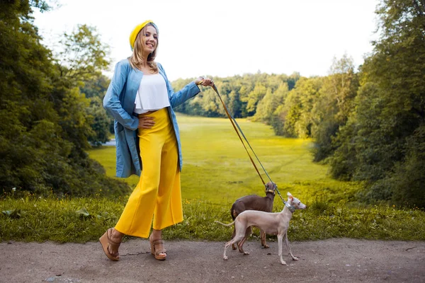 Perros ambulantes, cuidado de mascotas. Raza de perro galgo italiano —  Fotos de Stock