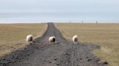 Grup koyun İzlanda, alanında yol geçer ufuk üzerinde