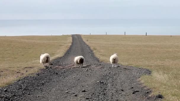 Группа овец в поле в Исландии, дорога проходит через горизонт — стоковое видео
