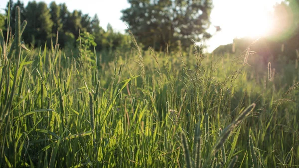 Grass and sun light, abstract natural background — Stock Photo, Image