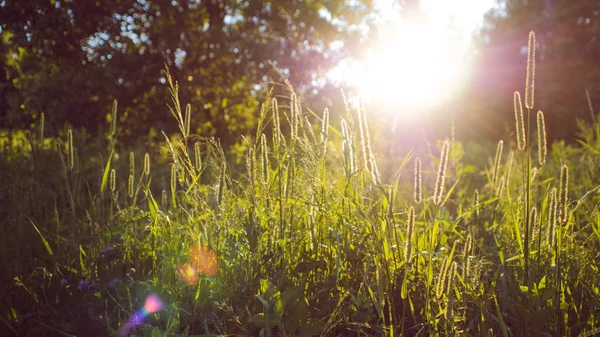 Grass and sun light, abstract natural background — Stock Photo, Image