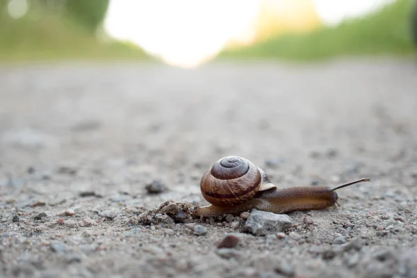 蜗牛爬行，穿过马路，积极向前推进，这一概念 — 图库照片
