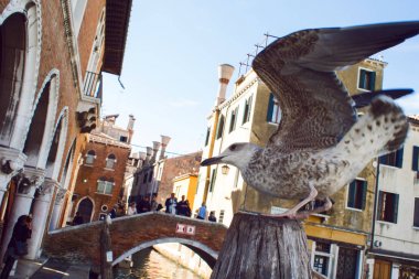 Venice, İtalya - 7 Ekim 2017: Martı yakın Balık pazarı Venedik, İtalya