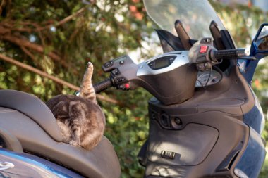 Kedi üzerinde park edilmiş bir moped