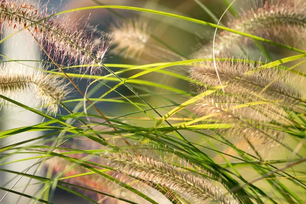Grass and ears, close-up — Stock Photo, Image