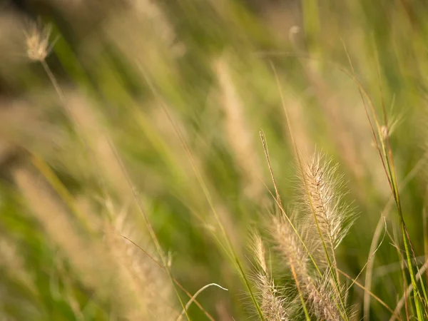 Grass and ears, close-up — Stock Photo, Image