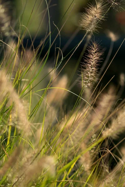 Çim ve kulakları, yakın çekim — Stok fotoğraf