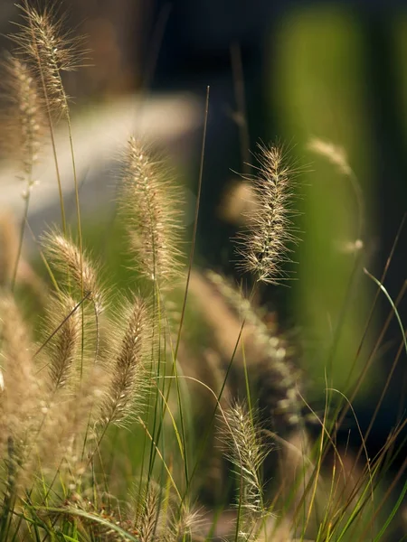 Grass and ears, close-up — Stock Photo, Image