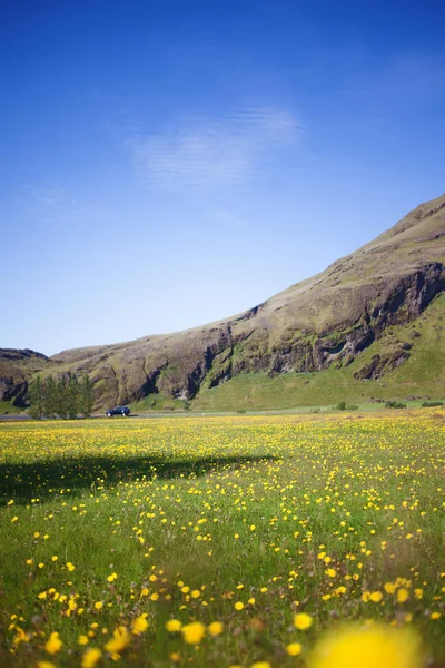 Izland, magas szikláról. Gyönyörű táj sárga virágok a rét — Stock Fotó