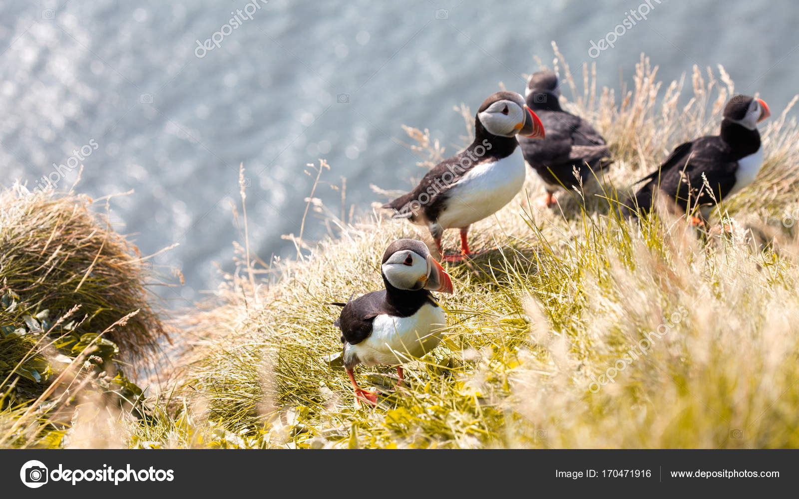 Puffins on the cliff. Stock Photo by ยฉKrisCole 170471916 Biology Diagrams