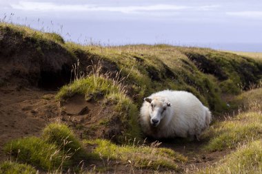 Koyun sahada yaban hayatı İzlanda yalan