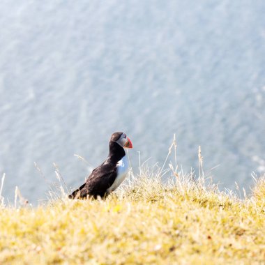 Uçurumdaki Puffins.