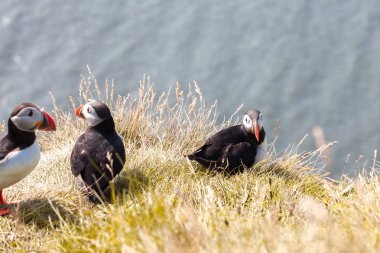 Uçurumdaki Puffins.
