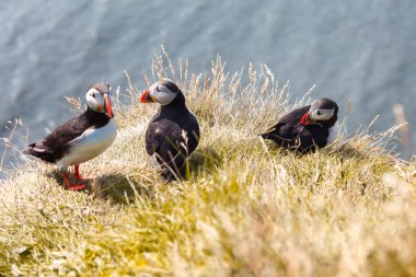 Uçurumdaki Puffins.