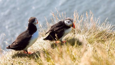 Uçurumdaki Puffins.
