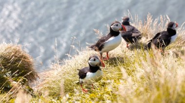 Uçurumdaki Puffins.