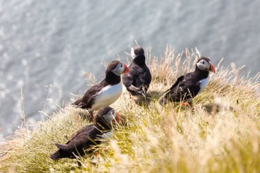 Uçurumdaki Puffins.