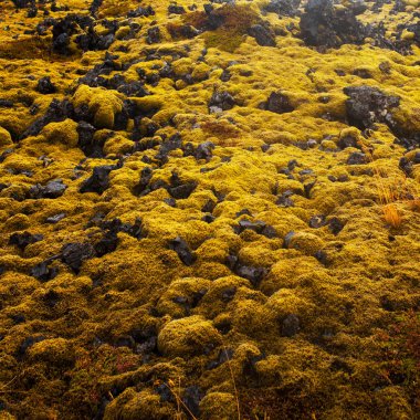İzlanda'daki büyük lav alanları.