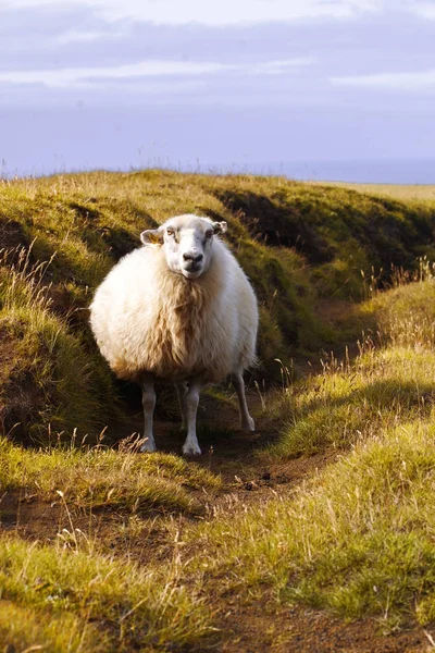 Moutons gisent sur le terrain, la faune Islande — Photo