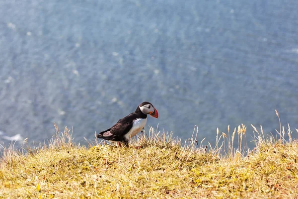 Puffins no penhasco . — Fotografia de Stock