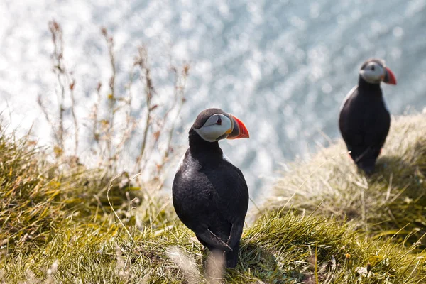 Puffins no penhasco . — Fotografia de Stock