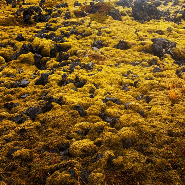 İzlanda'daki büyük lav alanları.