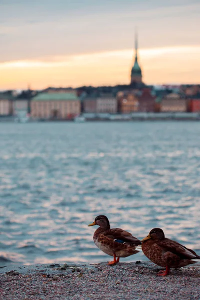 Stockholms. Stadtbild Bild von Stockholm. Enten im Vordergrund — Stockfoto