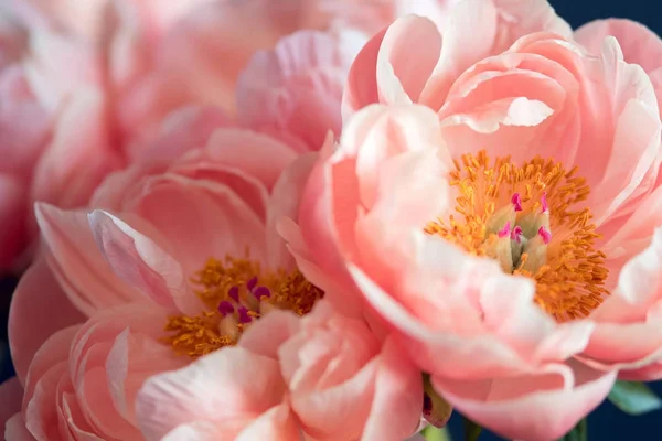 Vackra rosa pioner, blommor — Stockfoto