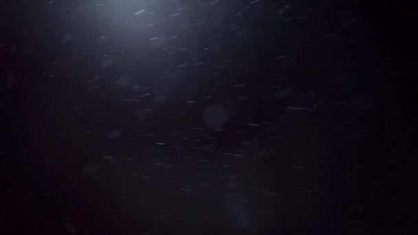 Nachts fällt Schnee. Schneeflocken auf schwarzem Hintergrund, Schneeflocken fliegen in die Kamera — Stockvideo