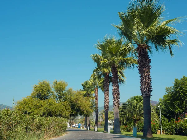 Passeggiata della città balneare con palme — Foto Stock