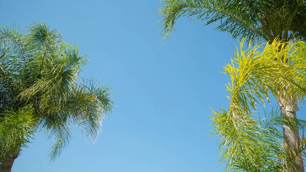 Ramas de los árboles en el viento, vista de fondo . — Foto de Stock