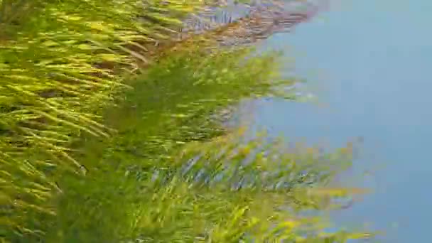 Ramas de los árboles en el viento, vista de fondo . — Vídeos de Stock