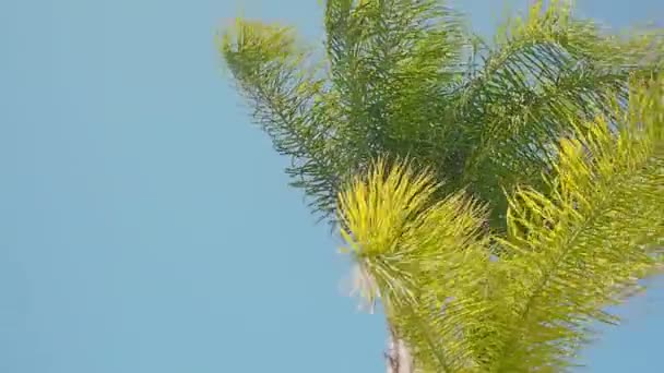 바람에 흔들리는 나뭇가지, 맨 아래 모습. — 비디오