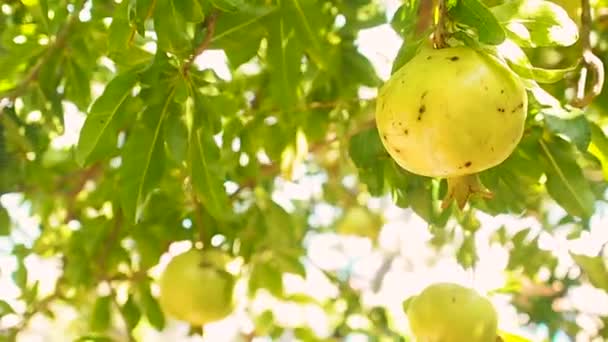 Cultivo de granada en un árbol, jardín con árboles frutales , — Vídeos de Stock