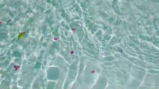 Textur av vattnet i poolen med kronblad av rosa blommor. Klart — Stockvideo