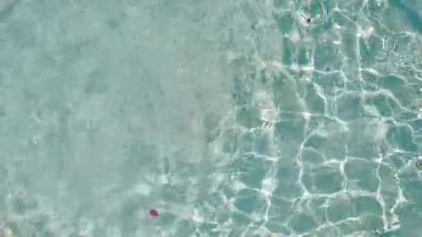 Texture of the water in the pool with petals of pink flowers. Clear — Stock Video