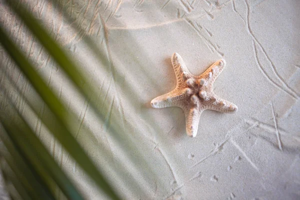 Playa tropical Una hoja de palma verde, y estrellas de mar solitarias, se encuentran en la arena blanca y fina. Fondos de escritorio. — Foto de Stock
