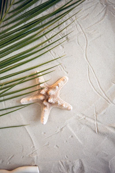 Playa tropical Una hoja de palma verde, y estrellas de mar solitarias, se encuentran en la arena blanca y fina. Fondos de escritorio. — Foto de Stock