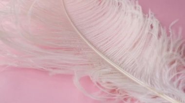 Hafif, narin devekuşu tüyü. Pembe üzerine beyaz tüy