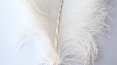 Hafif, narin devekuşu tüyü. Beyaz bir tüy