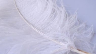 Hafif, narin devekuşu tüyü, rüzgarda sallanıyor. Beyaz tüy yakın plan