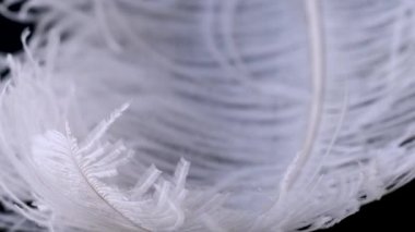 Hafif, narin devekuşu tüyü. Siyah üzerine beyaz tüy